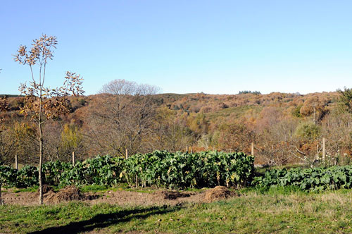 Xacemento da Cenradela